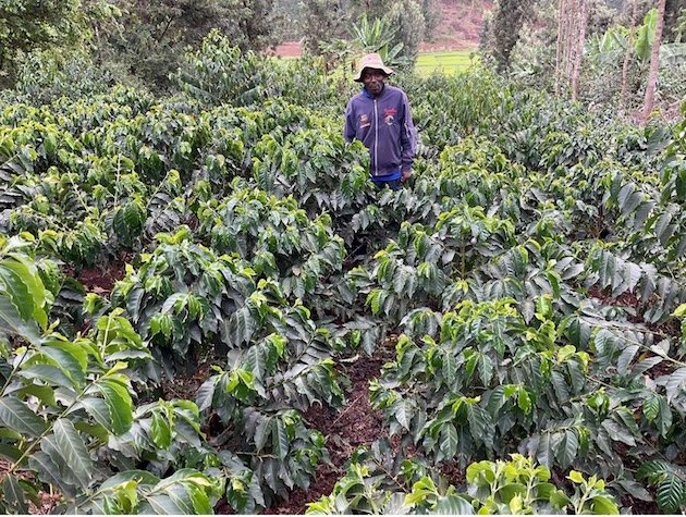 Thousands of Kenya’s Smallholder Coffee Farmers Risk Losing EU Market as Deforestation Law Takes Effect